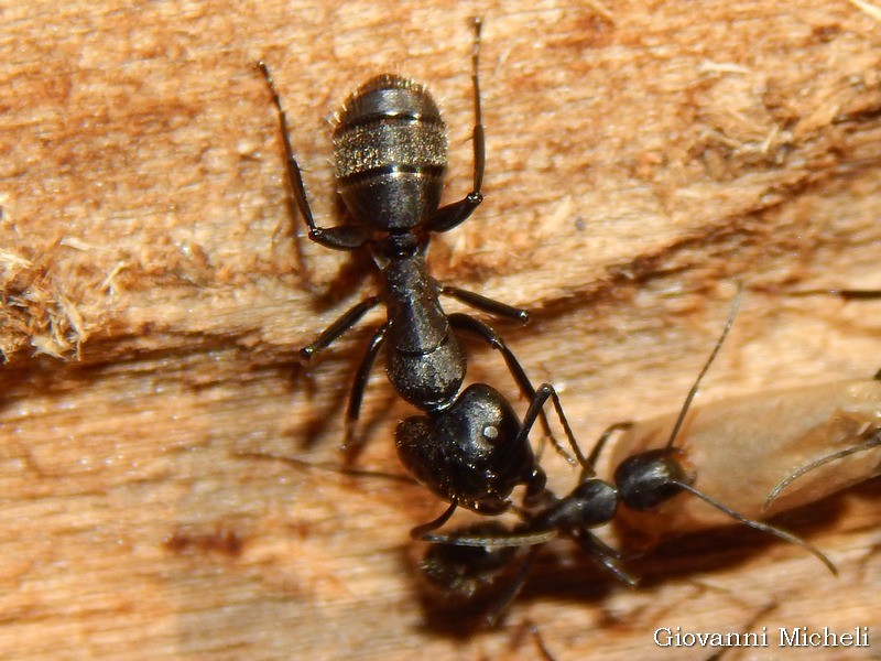 Formica gigante: Camponotus vagus